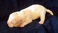 Starz Girl 3 Week 1